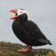 baby puffin