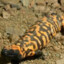 Gila Monster