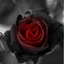 BlackRosE