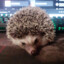 🦔Franko💨47