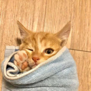 汪汪酱不是狗酱