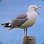 Seagull_Gamer