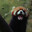 sloth