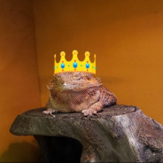 Lizard King