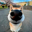Dogg0