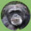 Hank The Chimp