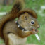SQUIRRELPUNK