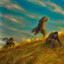 Skygaze
