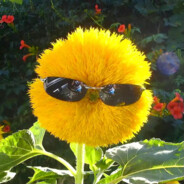 拯救少女的大仙