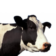 我瞅你才像小奶牛