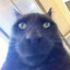 GATO RABIOSO