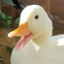 duckling_