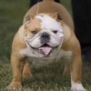 [DoW]BritishBulldog - steam id 76561197960512539