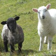 SheepGod