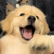 神不憨憨雪憨憨