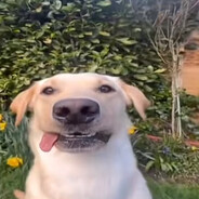 ✟11 y.o Bezdar?✟