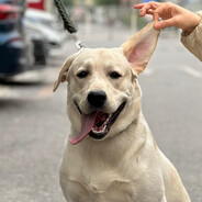 人高马大钢枪菜