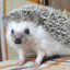 Mr.Hedgehog