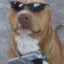 doggy drip.