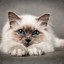 Birman ♥