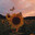 X_iSunshine