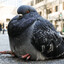 OzempicPigeon