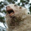 Avatar of Smexypants the Zombie Sheep