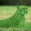 Green Cheetah