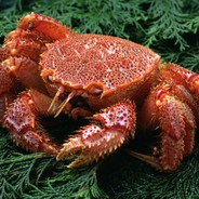 Crab