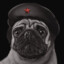 Comrade Pug