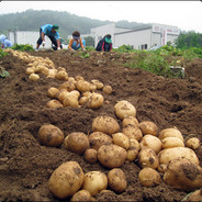 고성감자 정원국