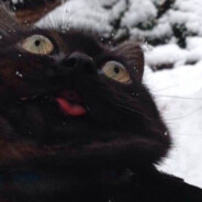 殺了它，順便殺了我