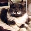 Moustache Cat