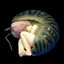 bug_grrl