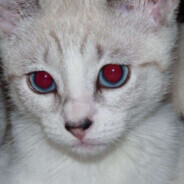 Avatar snapshot