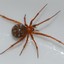- AranhaVermelha