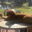 catlord
