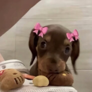 快嘎了的蓝榴莲