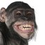 chimpe