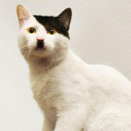 Catdolf kitler