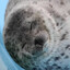 Seal O&#039;war