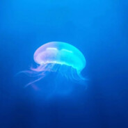 水母