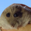 hampter