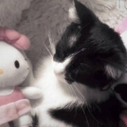 狗熊岭决不收手的阿祖