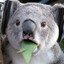 Koala chill eating