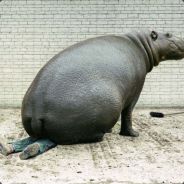 Skinny Hippo's avatar