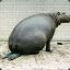 Skinny Hippo