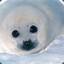 ObSoS_Seal
