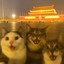 鲨鱼辣椒