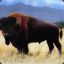 Busty Bison